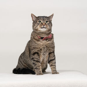 Fundraising Page: Dana Martin